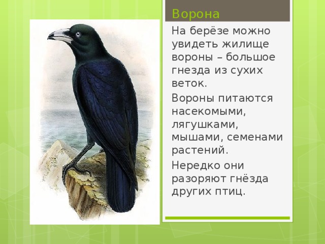 Ворона На берёзе можно увидеть жилище вороны – большое гнезда из сухих веток. Вороны питаются насекомыми, лягушками, мышами, семенами растений. Нередко они разоряют гнёзда других птиц.