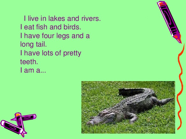 I live in lakes and rivers.  I eat fish and birds.   I have four legs and a long tail.   I have lots of pretty teeth.  I am a...