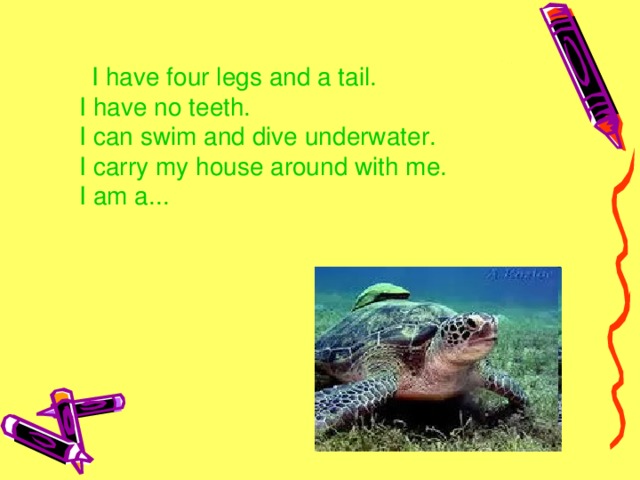 I have four legs and a tail.   I have no teeth.   I can swim and dive underwater.   I carry my house around with me.   I am a...