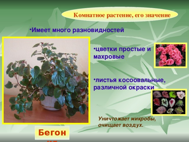 Комнатное растение, его значение Имеет много разновидностей      цветки простые и махровые  листья косоовальные, различной окраски Уничтожает микробы, очищает воздух. Бегония