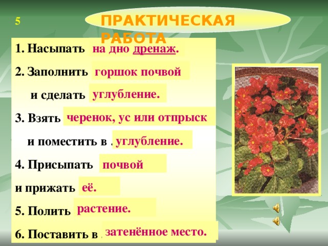 ПРАКТИЧЕСКАЯ РАБОТА 5 Насыпать … Заполнить … на дно дренаж .  и сделать … 3. Взять ...  и поместить в … 4. Присыпать … и прижать ... 5. Полить ... 6. Поставить в ... горшок почвой углубление. черенок, ус или отпрыск углубление. почвой её. растение. затенённое место.