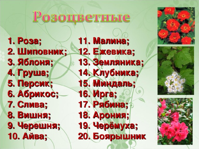 1. Роза; 2. Шиповник; 3. Яблоня; 4. Груша; 5. Персик; 6. Абрикос; 7. Слива; 8. Вишня; 9. Черешня; 10. Айва; 11. Малина; 12. Ежевика; 13. Земляника; 14. Клубника; 15. Миндаль; 16. Ирга; 17. Рябина; 18. Арония; 19. Черёмуха; 20. Боярышник