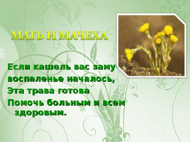 Если кашель вас замучил, воспаленье началось, Эта трава готова Помочь больным и всем здоровым.