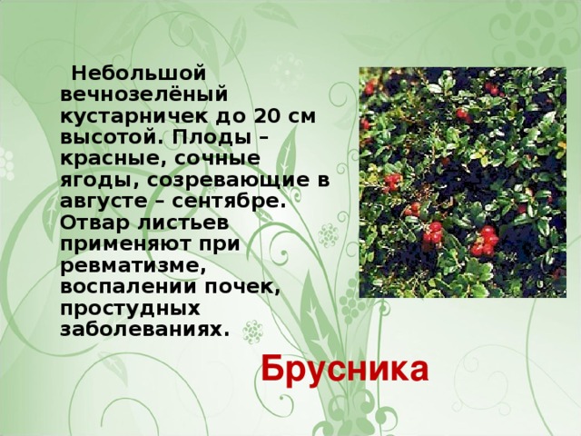 Небольшой вечнозелёный кустарничек до 20 см высотой. Плоды – красные, сочные ягоды, созревающие в августе – сентябре. Отвар листьев применяют при ревматизме, воспалении почек, простудных заболеваниях. Брусника