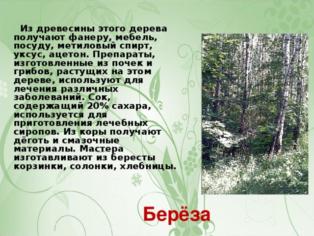 Из древесины этого дерева получают фанеру, мебель, посуду, метиловый спирт, уксус, ацетон. Препараты, изготовленные из почек и грибов, растущих на этом дереве, используют для лечения различных заболеваний. Сок, содержащий 20% сахара, используется для приготовления лечебных сиропов. Из коры получают дёготь и смазочные материалы. Мастера изготавливают из бересты корзинки, солонки, хлебницы. Берёза