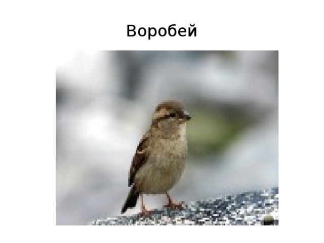 Воробей