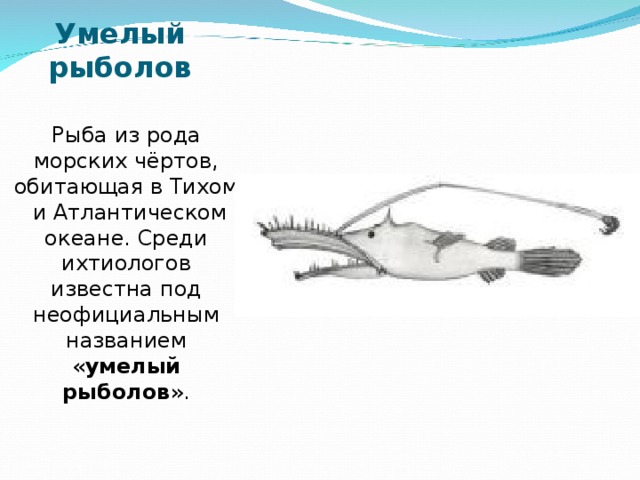 Умелый рыболов   Рыба из рода морских чёртов, обитающая в Тихом  и Атлантическом океане. Среди ихтиологов известна под неофициальным названием « умелый рыболов ».