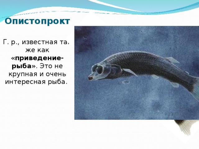 Опистопрокт   Г. р., известная так же как « приведение-рыба ». Это не крупная и очень интересная рыба.