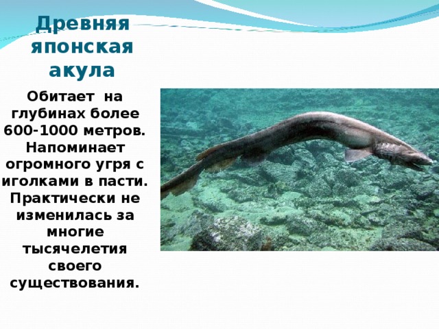 Древняя японская акула Обитает на глубинах более 600-1000 метров. Напоминает огромного угря с иголками в пасти. Практически не изменилась за многие тысячелетия своего существования.