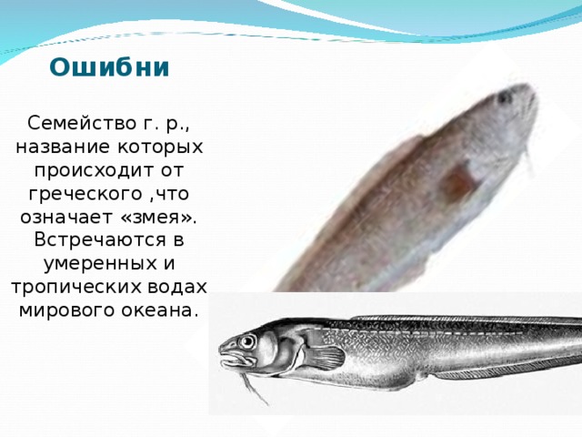 Ошибни Семейство г. р., название которых происходит от греческого ,что означает «змея». Встречаются в умеренных и тропических водах мирового океана.