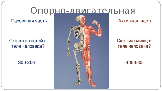 Опорно-двигательная система Пассивная часть Активная часть Сколько костей в теле человека? Сколько мышц в теле человека? 300-206 400-680 В теле взрослого – 206 костей (при рождении – 300), мышц – 400-680. Это много или мало? У гусеницы 4 тыс мышц. Почему?