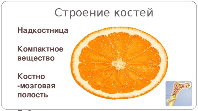 Строение костей Надкостница  Компактное вещество  Костно -мозговая полость  Губчатое вещество Напоминает апельсин