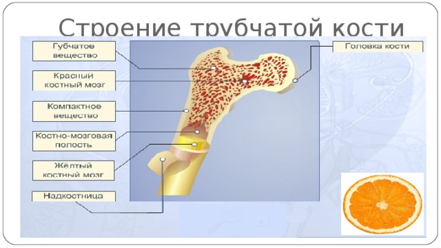 Строение трубчатой кости