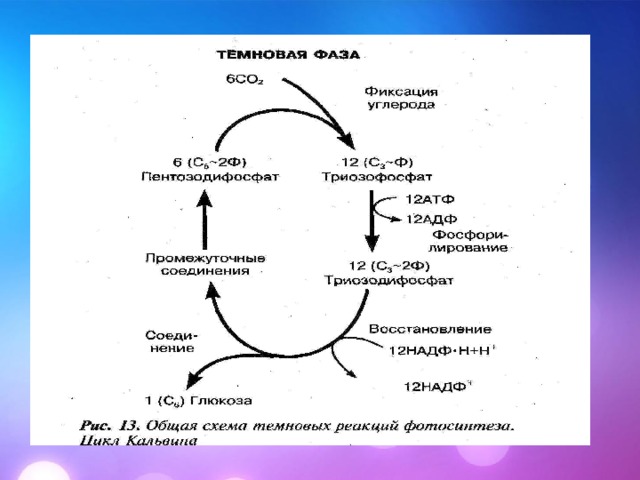 Темновая фаза реакции. Схема Темновой фазы фотосинтеза. Темновая фаза фотосинтеза цикл Кальвина. Темновая фаза стадии. Темновая фаза фаза фотосинтеза.