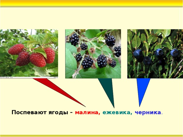 Поспевают ягоды – малина, ежевика,  черника .