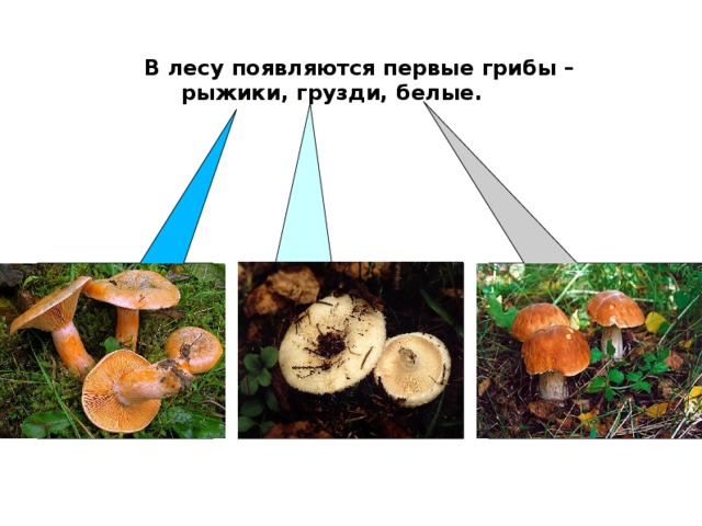 В лесу появляются первые грибы –  рыжики, грузди, белые.