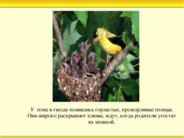 У птиц в гнезде появились горластые, прожорливые птенцы. Они широко раскрывают клювы, ждут, когда родители угостят их мошкой.