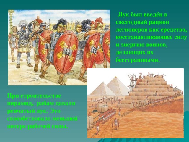Лук был введён в ежегодный рацион легионеров как средство, восстанавливающее силу и энергию воинов, делающих их бесстрашными.  При строительстве пирамид, рабам давали репчатый лук. Это способствовало меньшей потере рабочей силы.