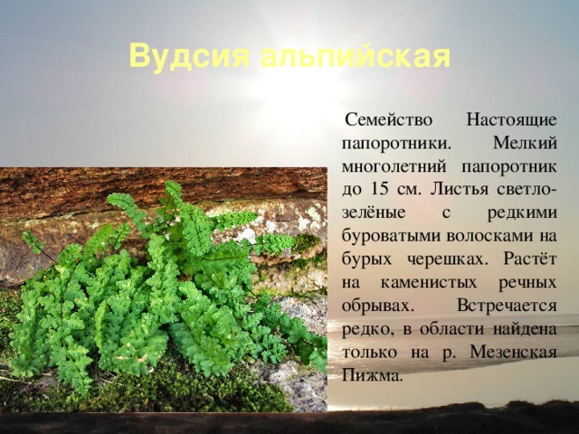 Вудсия альпийская Семейство Настоящие папоротники. Мелкий многолетний папоротник до 15 см. Листья светло-зелёные с редкими буроватыми волосками на бурых черешках. Растёт на каменистых речных обрывах. Встречается редко, в области найдена только на р. Мезенская Пижма.