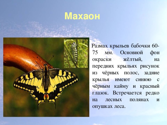 Махаон Размах крыльев бабочки 60-75 мм. Основной фон окраски жёлтый, на передних крыльях рисунок из чёрных полос, задние крылья имеют синюю с чёрным кайму и красный глазок. Встречается редко на лесных полянах и опушках леса.