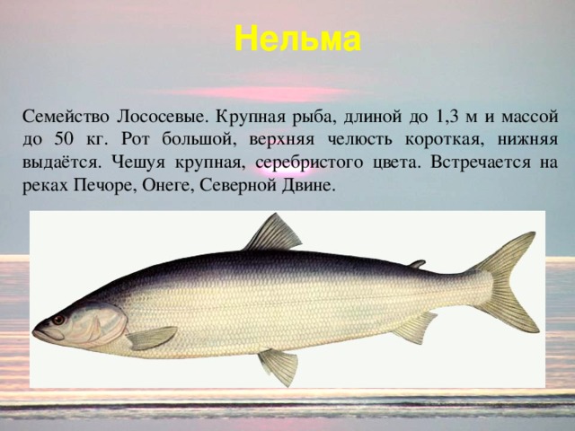 Нельма  Семейство Лососевые. Крупная рыба, длиной до 1,3 м и массой до 50 кг. Рот большой, верхняя челюсть короткая, нижняя выдаётся. Чешуя крупная, серебристого цвета. Встречается на реках Печоре, Онеге, Северной Двине.
