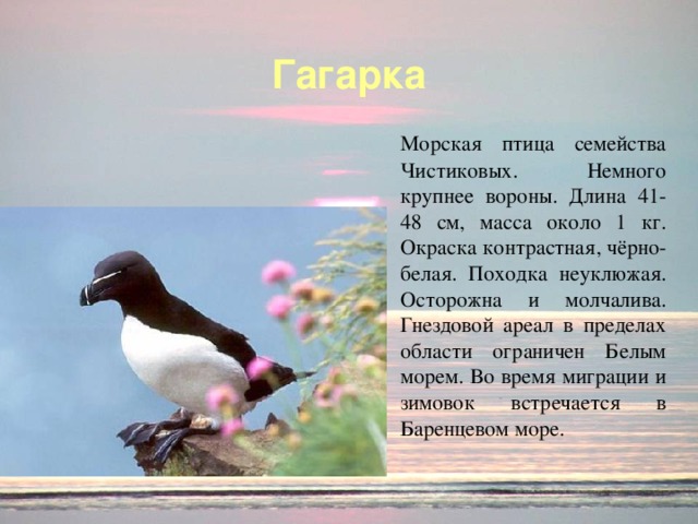 Гагарка  Морская птица семейства Чистиковых. Немного крупнее вороны. Длина 41-48 см, масса около 1 кг. Окраска контрастная, чёрно-белая. Походка неуклюжая. Осторожна и молчалива. Гнездовой ареал в пределах области ограничен Белым морем. Во время миграции и зимовок встречается в Баренцевом море.