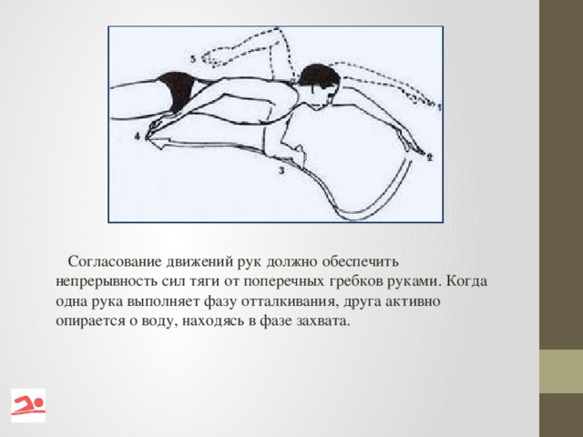 Согласование движений рук должно обеспечить непрерывность сил тяги от поперечных гребков руками. Когда одна рука выполняет фазу отталкивания, друга активно опирается о воду, находясь в фазе захвата.