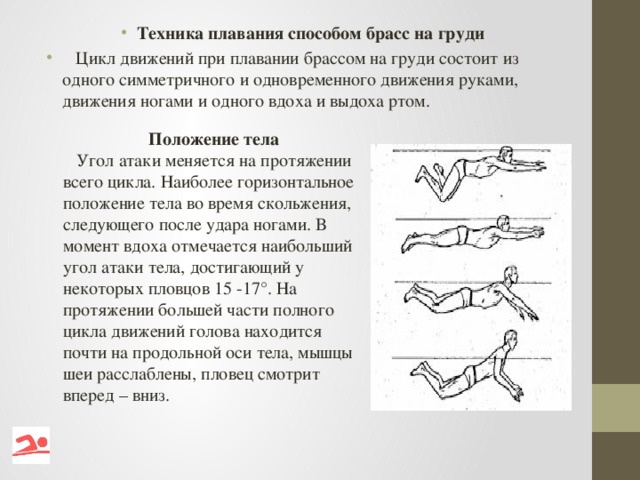 Анализ техники. Положение тела при брассе. Фазы движения ног в брассе. Цикл движения руками при брассе. Фазы движения рук в брассе.