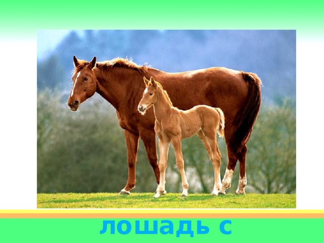 лошадь с жеребёнком