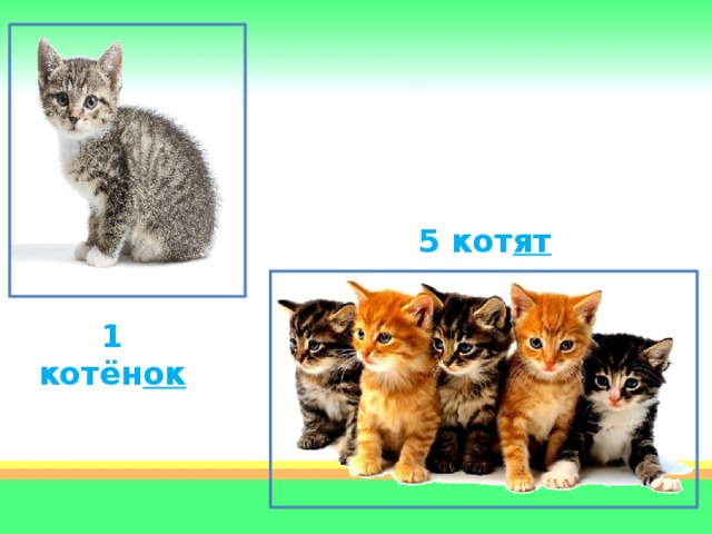 5 кот ят 1 котён ок