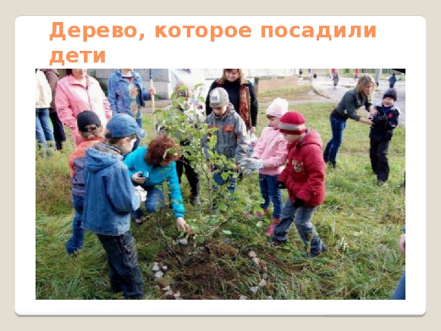 Дерево, которое посадили дети