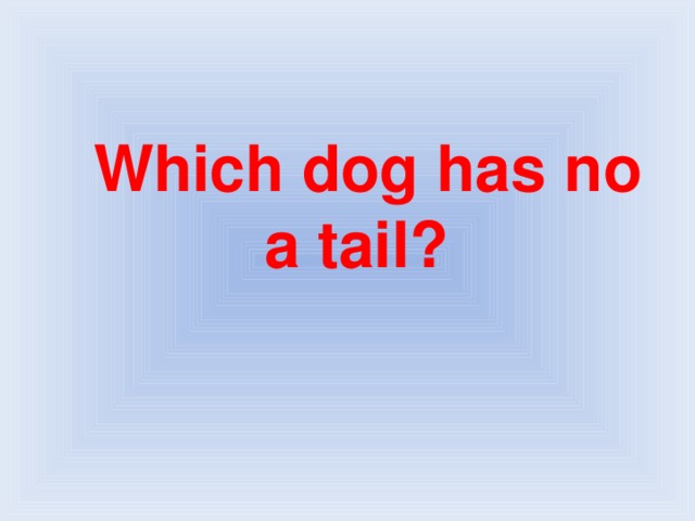 Which dog has no a tail?