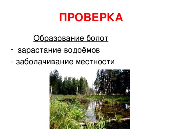 Формирование болот. Болото образование. Причины образования болот. Схема образования болот. Причины образования болот 6 класс география.