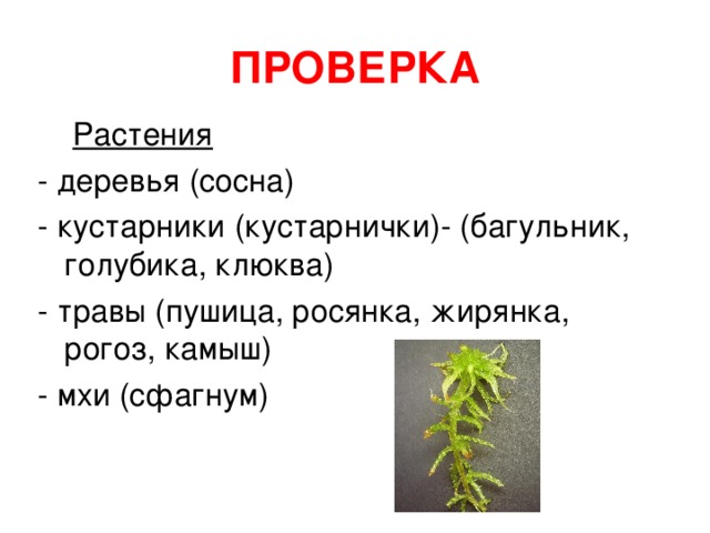 ПРОВЕРКА Растения