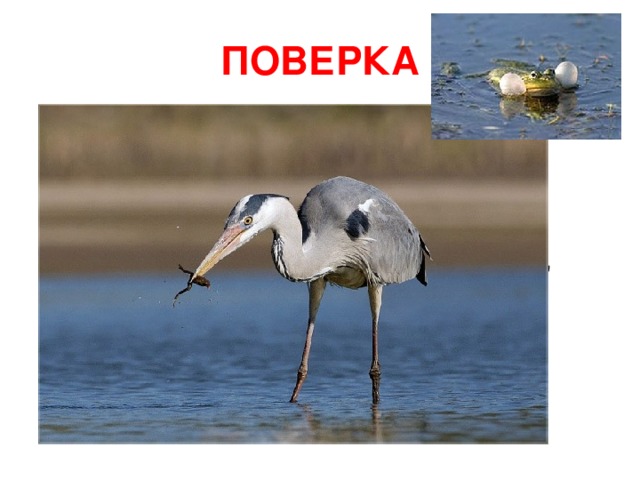 ПОВЕРКА Животные