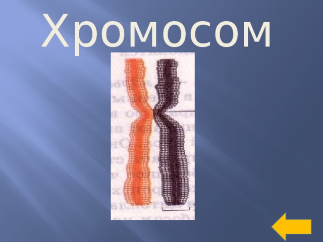 Хромосомы