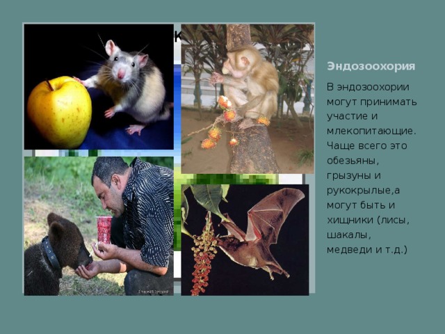 Эндозоохория Вставка рисунка В эндозоохории могут принимать участие и млекопитающие. Чаще всего это обезьяны, грызуны и рукокрылые,а могут быть и хищники (лисы, шакалы, медведи и т.д.)