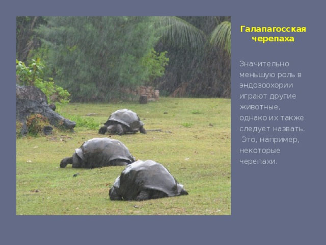 Галапагосская черепаха   Значительно меньшую роль в эндозоохории играют другие животные, однако их также следует назвать. Это, например, некоторые черепахи.