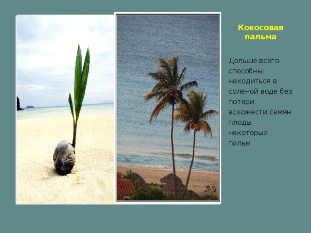 Кокосовая пальма   Вставка рисунка Дольше всего способны находиться в соленой воде без потери всхожести семян плоды некоторых пальм.