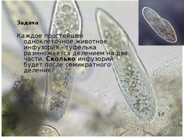 Задача Каждое простейшее одноклеточное животное инфузория - туфелька размножается делением на две части. Сколько инфузорий будет после семикратного деления? Задача Каждое простейшее одноклеточное животное инфузория - туфелька размножается делением на две части. Сколько инфузорий будет после семикратного деления?