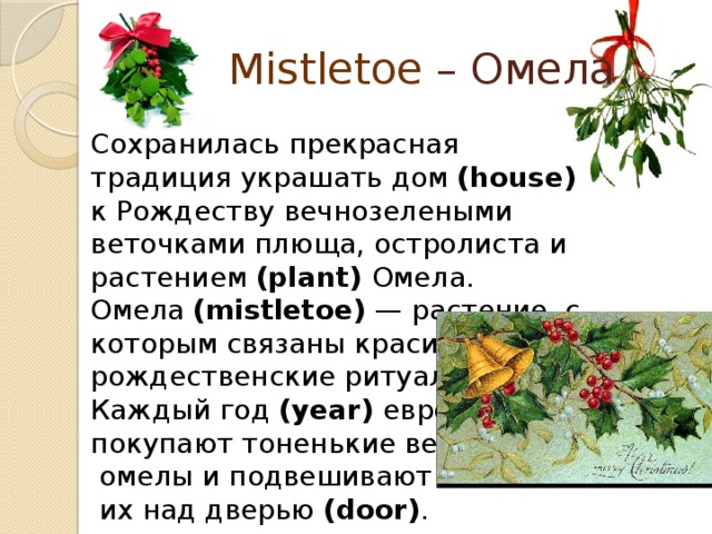 Mistletoe – Омела. Сохранилась прекрасная традиция украшать дом (house) к Рождеству вечнозелеными веточками плюща, остролиста и растением (plant) Омела. Омела (mistletoe) — растение, с которым связаны красивые рождественские ритуалы. Каждый год (year) европейцы покупают тоненькие веточки  омелы и подвешивают  их над дверью (door) .  