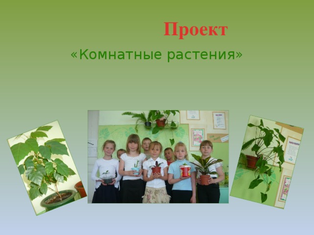 Проект «Комнатные растения»