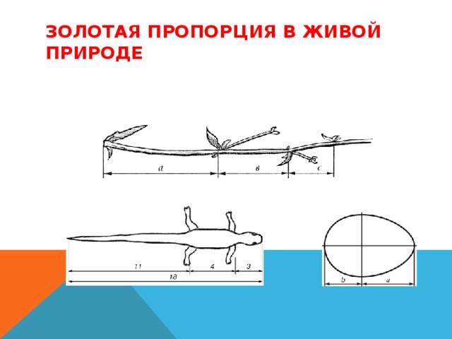 ЗОЛОТАЯ ПРОПОРЦИЯ ТЕЛА ЧЕЛОВЕКА