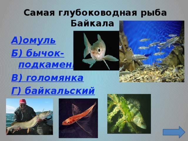 Самая глубоководная рыба Байкала А)омуль Б) бычок-подкаменщик В) голомянка Г) байкальский осетр .