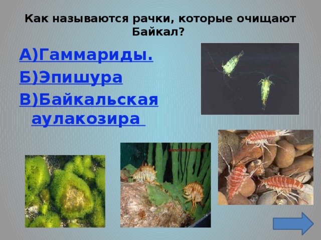 Как называются рачки, которые очищают Байкал?   А)Гаммариды. Б)Эпишура В)Байкальская аулакозира