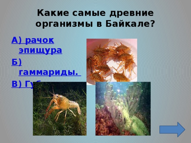 Какие самые древние организмы в Байкале? А) рачок эпищура Б) гаммариды. В) Губки.