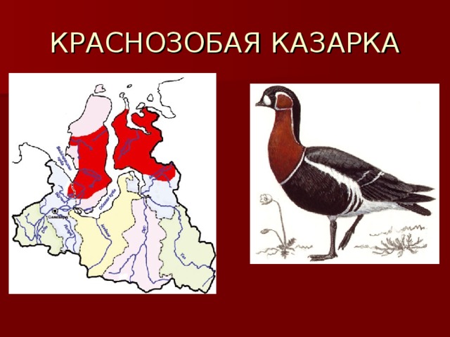 КРАСНОЗОБАЯ КАЗАРКА