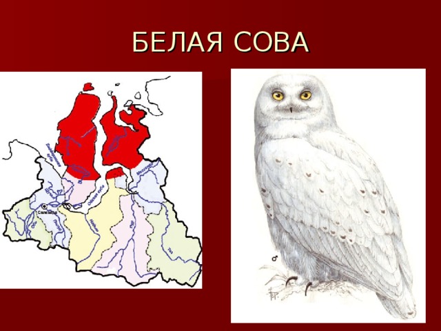 БЕЛАЯ СОВА