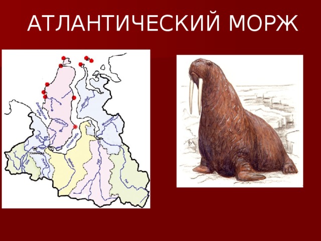 АТЛАНТИЧЕСКИЙ МОРЖ