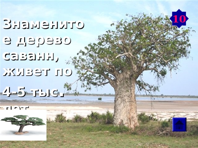 10 Знаменитое дерево саванн, живет по 4-5 тыс . лет Баобаб